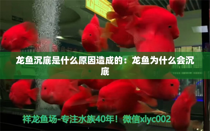 龙鱼沉底是什么原因造成的：龙鱼为什么会沉底 龙鱼百科 第2张