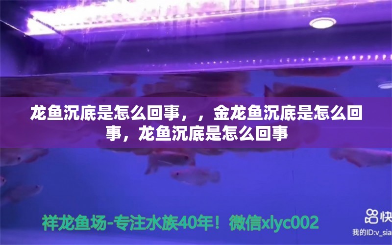 龙鱼沉底是怎么回事，，金龙鱼沉底是怎么回事，龙鱼沉底是怎么回事 养鱼知识 第1张