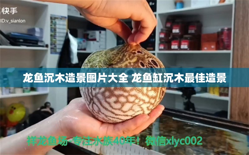 龙鱼沉木造景图片大全 龙鱼缸沉木最佳造景