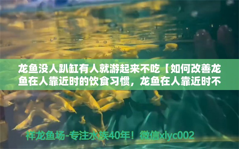 龙鱼没人趴缸有人就游起来不吃【如何改善龙鱼在人靠近时的饮食习惯，龙鱼在人靠近时不吃食物】 水族问答 第1张