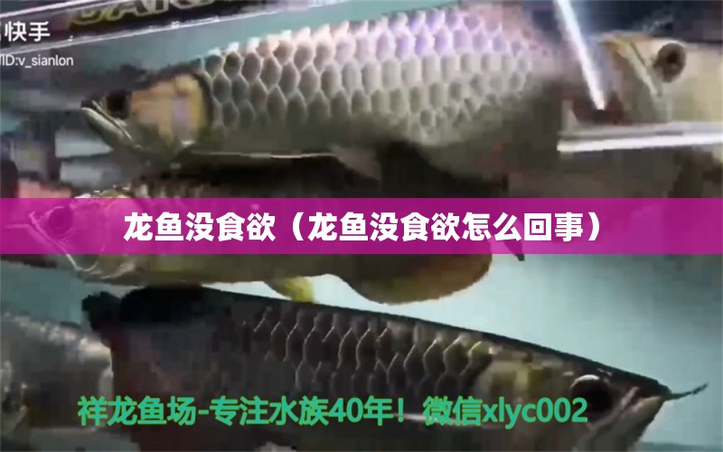 龙鱼没食欲（龙鱼没食欲怎么回事） 祥龙水族医院