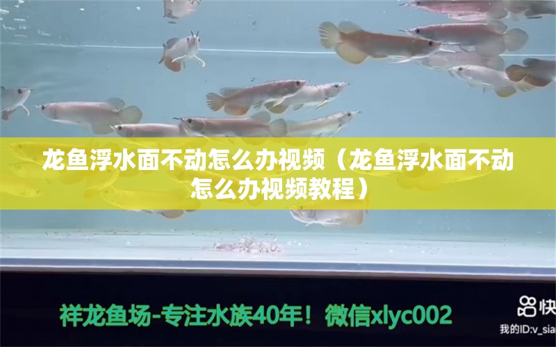 龙鱼浮水面不动怎么办视频（龙鱼浮水面不动怎么办视频教程）