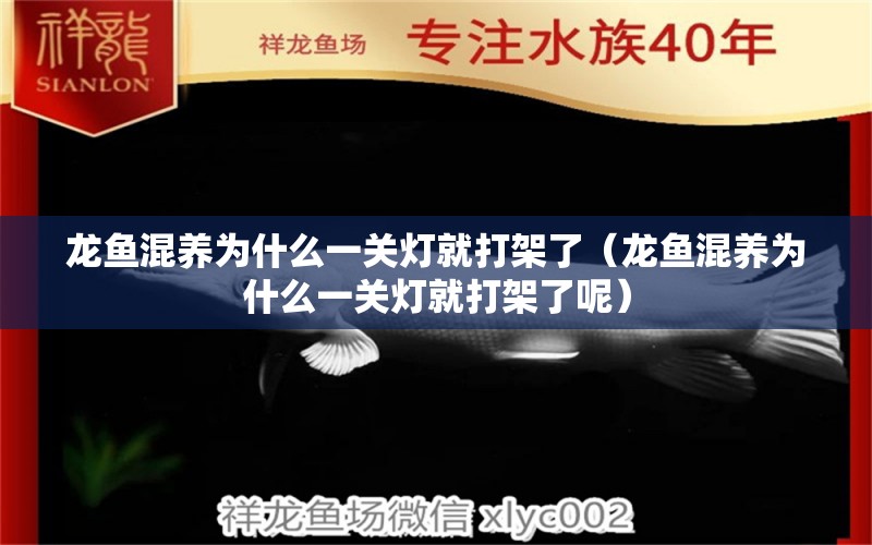 龙鱼混养为什么一关灯就打架了（龙鱼混养为什么一关灯就打架了呢） 广州龙鱼批发市场