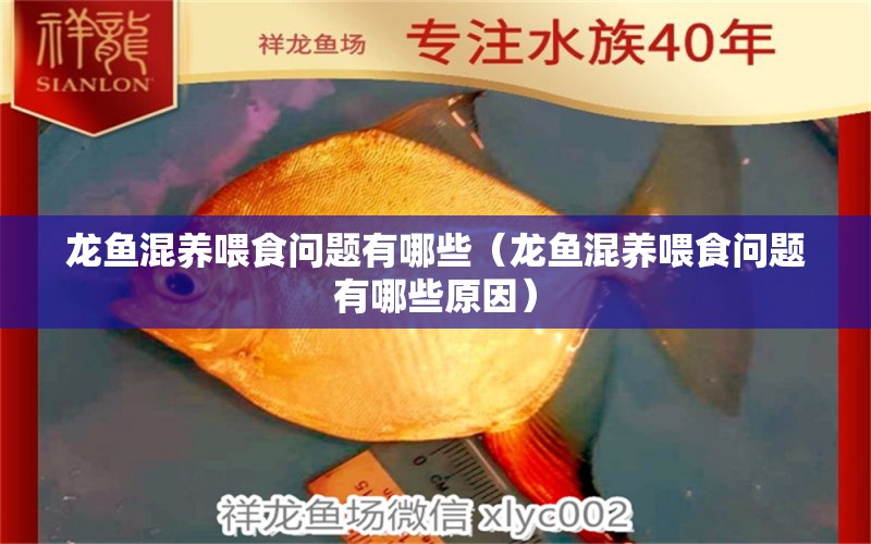 龙鱼混养喂食问题有哪些（龙鱼混养喂食问题有哪些原因） 广州龙鱼批发市场