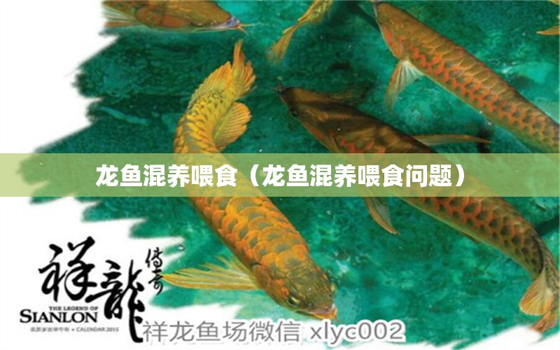 龙鱼混养喂食（龙鱼混养喂食问题） 广州龙鱼批发市场