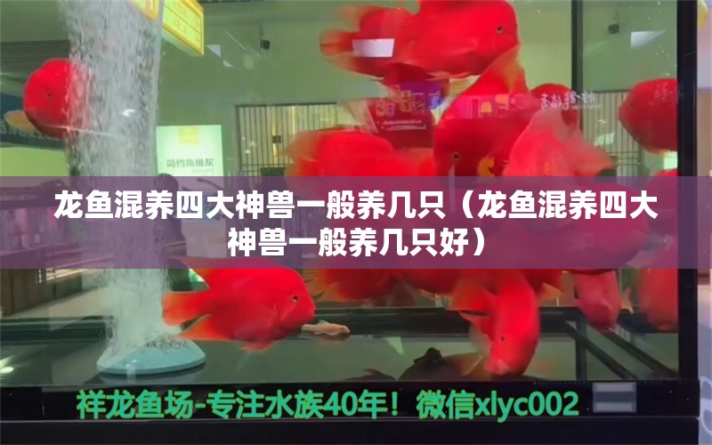 龙鱼混养四大神兽一般养几只（龙鱼混养四大神兽一般养几只好）