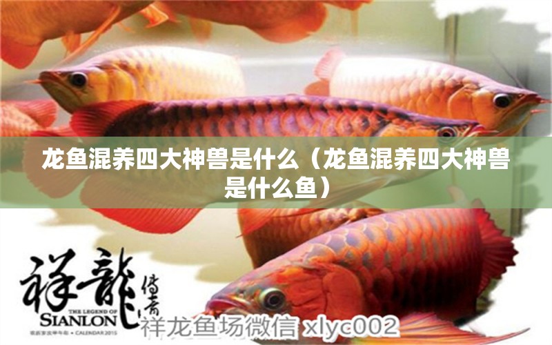 龙鱼混养四大神兽是什么（龙鱼混养四大神兽是什么鱼） 广州龙鱼批发市场