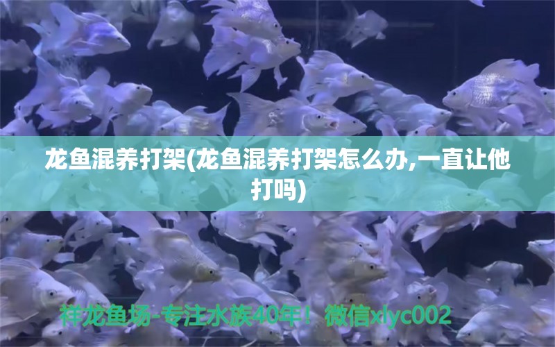 龙鱼混养打架(龙鱼混养打架怎么办,一直让他打吗) 虎鱼鱼苗