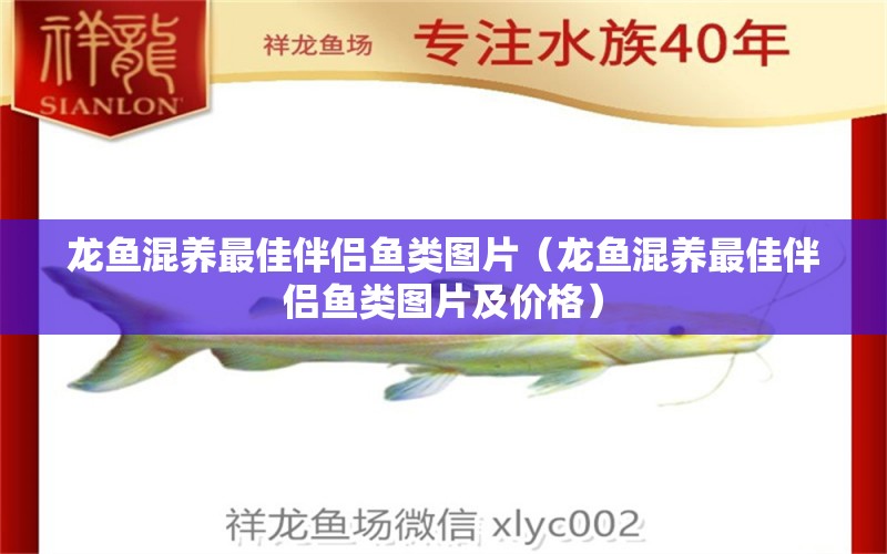 龙鱼混养最佳伴侣鱼类图片（龙鱼混养最佳伴侣鱼类图片及价格） 广州龙鱼批发市场