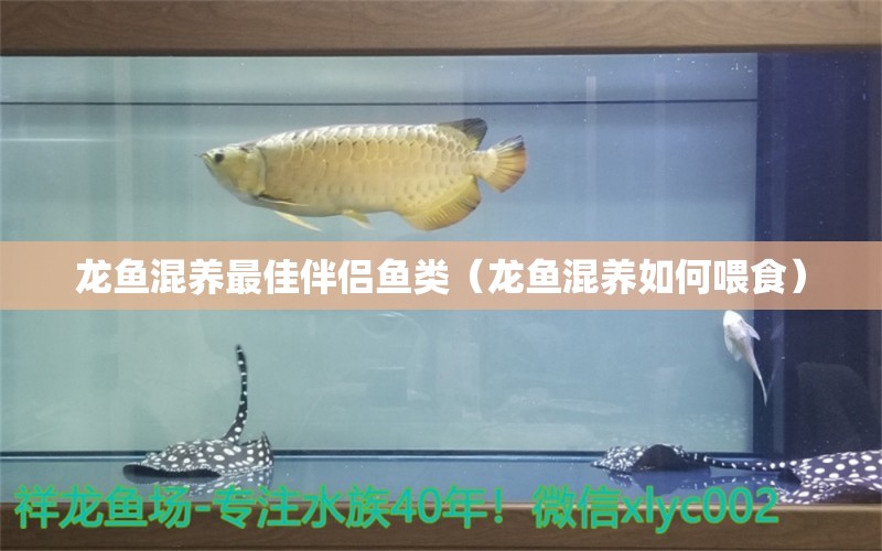 龙鱼混养最佳伴侣鱼类（龙鱼混养如何喂食） 观赏鱼