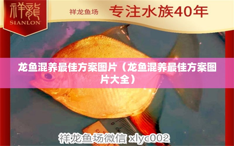 龙鱼混养最佳方案图片（龙鱼混养最佳方案图片大全） 龙鱼疾病与治疗