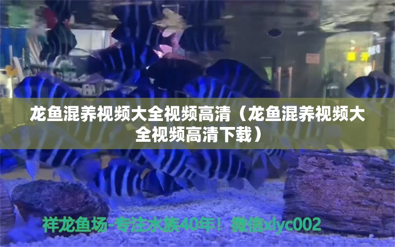 龙鱼混养视频大全视频高清（龙鱼混养视频大全视频高清下载） 广州龙鱼批发市场