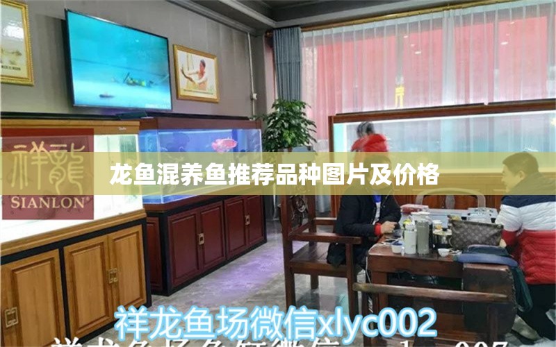 龙鱼混养鱼推荐品种图片及价格 