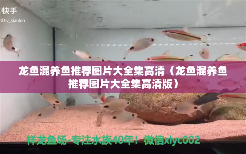 龙鱼混养鱼推荐图片大全集高清（龙鱼混养鱼推荐图片大全集高清版）