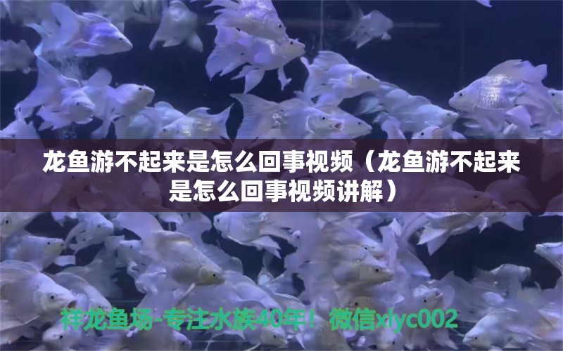 龙鱼游不起来是怎么回事视频（龙鱼游不起来是怎么回事视频讲解） 广州龙鱼批发市场