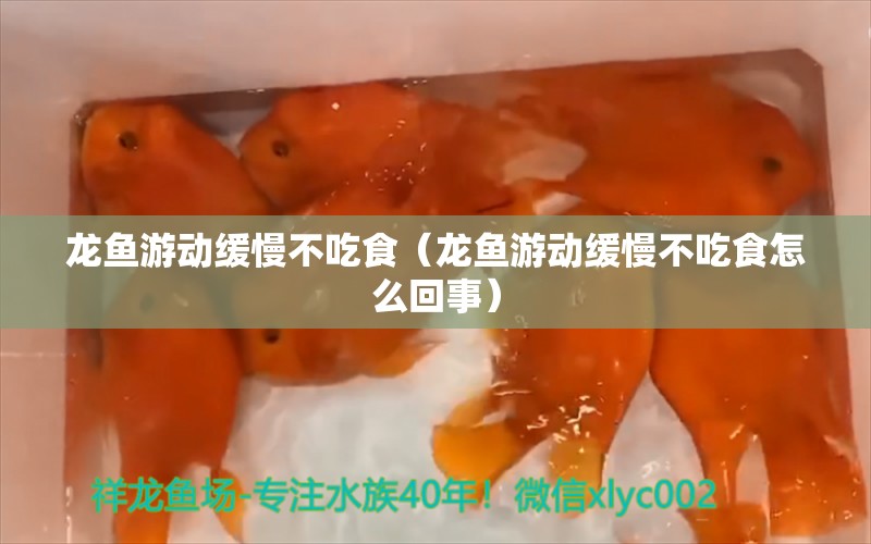 龙鱼游动缓慢不吃食（龙鱼游动缓慢不吃食怎么回事）