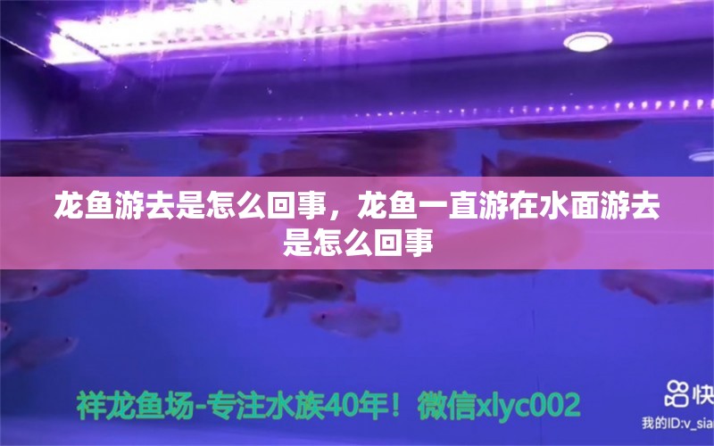 龙鱼游去是怎么回事，龙鱼一直游在水面游去是怎么回事 全国水族馆企业名录 第1张