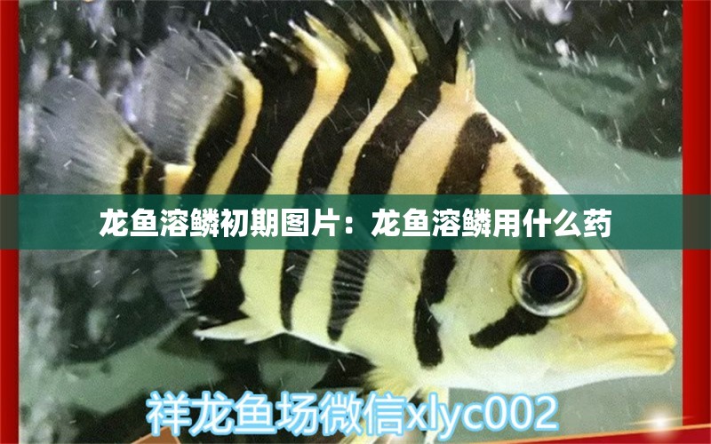 龙鱼溶鳞初期图片：龙鱼溶鳞用什么药 广州水族批发市场 第2张