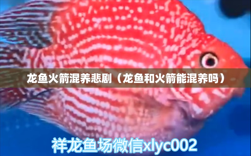 龙鱼火箭混养悲剧（龙鱼和火箭能混养吗） 广州龙鱼批发市场
