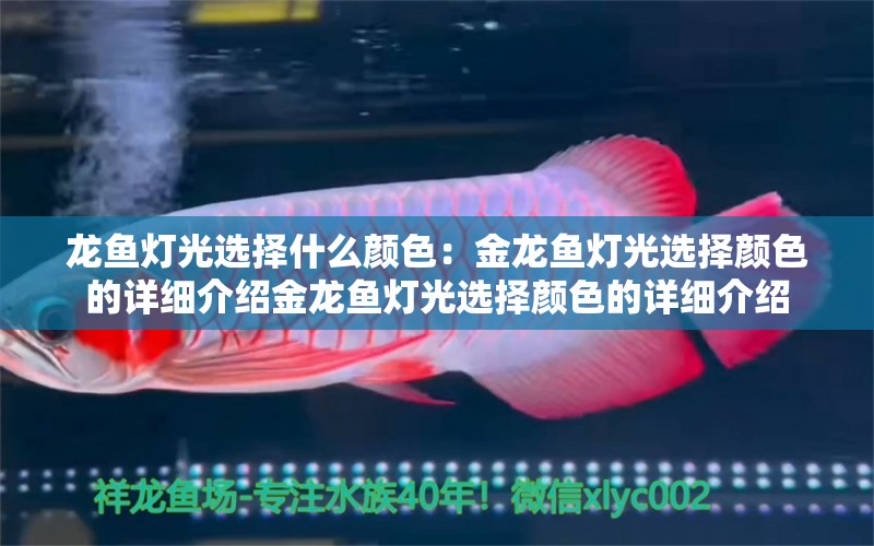 龙鱼灯光选择什么颜色：金龙鱼灯光选择颜色的详细介绍金龙鱼灯光选择颜色的详细介绍