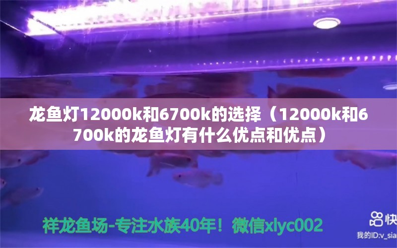 龙鱼灯12000k和6700k的选择（12000k和6700k的龙鱼灯有什么优点和优点） 龙鱼百科 第1张