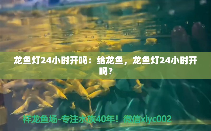 龙鱼灯24小时开吗：给龙鱼，龙鱼灯24小时开吗？ 龙鱼百科 第2张