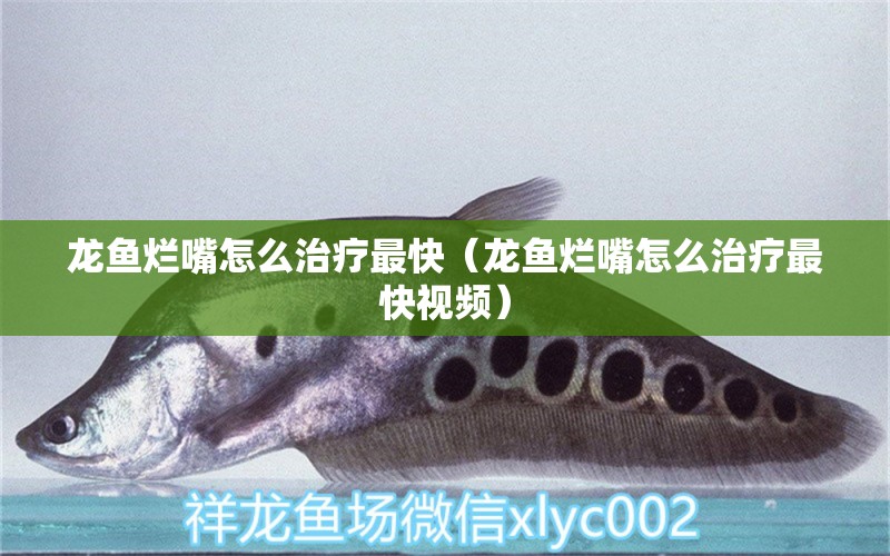龙鱼烂嘴怎么治疗最快（龙鱼烂嘴怎么治疗最快视频） 广州龙鱼批发市场