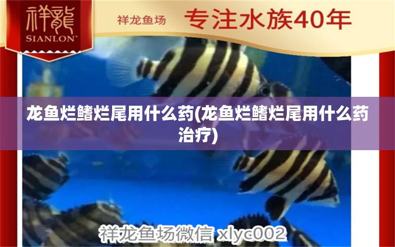 龙鱼烂鳍烂尾用什么药(龙鱼烂鳍烂尾用什么药治疗) 水族品牌