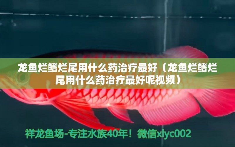 龙鱼烂鳍烂尾用什么药治疗最好（龙鱼烂鳍烂尾用什么药治疗最好呢视频）