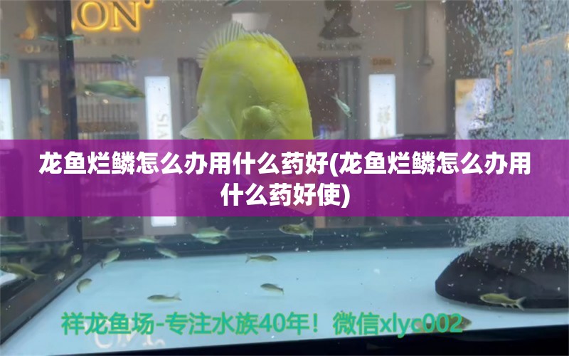 龙鱼烂鳞怎么办用什么药好(龙鱼烂鳞怎么办用什么药好使) 观赏鱼百科