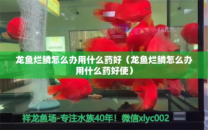 龙鱼烂鳞怎么办用什么药好（龙鱼烂鳞怎么办用什么药好使） 广州龙鱼批发市场