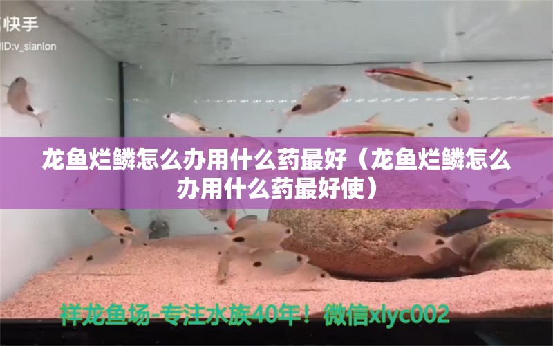 龙鱼烂鳞怎么办用什么药最好（龙鱼烂鳞怎么办用什么药最好使） 观赏鱼