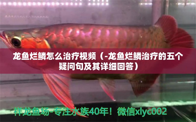 龙鱼烂鳞怎么治疗视频（-龙鱼烂鳞治疗的五个疑问句及其详细回答） 水族问答 第1张