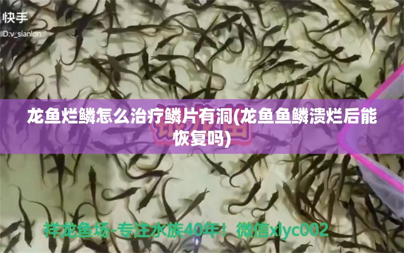 龙鱼烂鳞怎么治疗鳞片有洞(龙鱼鱼鳞溃烂后能恢复吗)