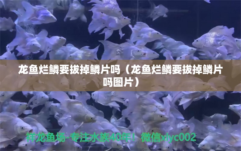 龙鱼烂鳞要拔掉鳞片吗（龙鱼烂鳞要拔掉鳞片吗图片）