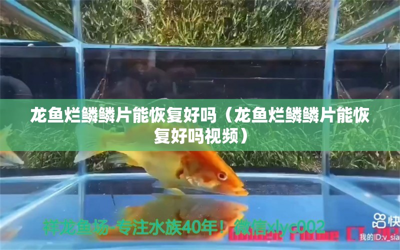 龙鱼烂鳞鳞片能恢复好吗（龙鱼烂鳞鳞片能恢复好吗视频） 广州龙鱼批发市场