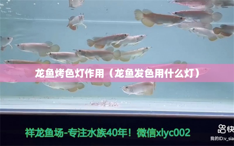 龙鱼烤色灯作用（龙鱼发色用什么灯）