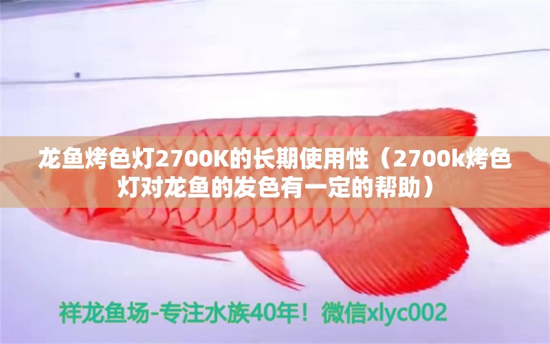 龙鱼烤色灯2700K的长期使用性（2700k烤色灯对龙鱼的发色有一定的帮助）