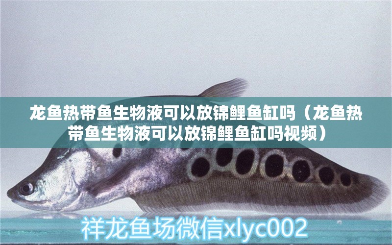 龙鱼热带鱼生物液可以放锦鲤鱼缸吗（龙鱼热带鱼生物液可以放锦鲤鱼缸吗视频） 广州龙鱼批发市场