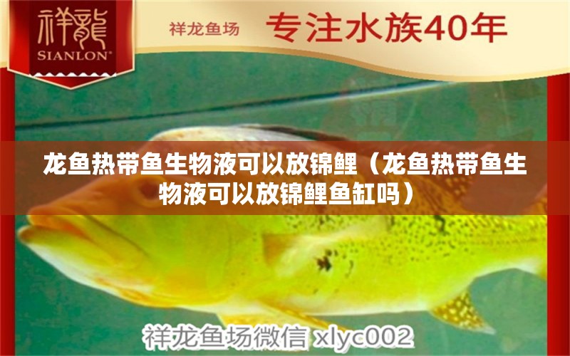 龙鱼热带鱼生物液可以放锦鲤（龙鱼热带鱼生物液可以放锦鲤鱼缸吗） 广州龙鱼批发市场