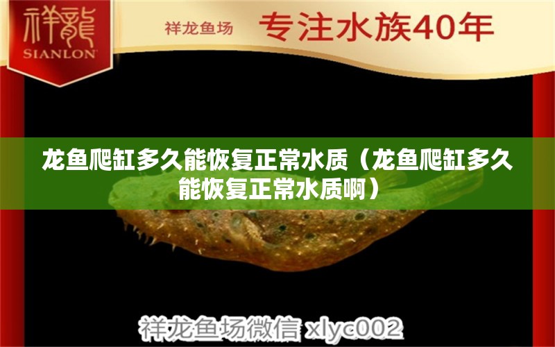 龙鱼爬缸多久能恢复正常水质（龙鱼爬缸多久能恢复正常水质啊） 广州龙鱼批发市场