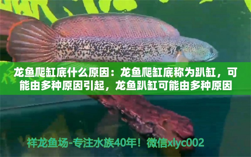 龙鱼爬缸底什么原因：龙鱼爬缸底称为趴缸，可能由多种原因引起，龙鱼趴缸可能由多种原因引起