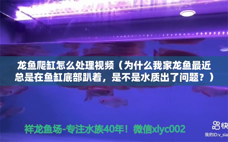 龙鱼爬缸怎么处理视频（为什么我家龙鱼最近总是在鱼缸底部趴着，是不是水质出了问题？）