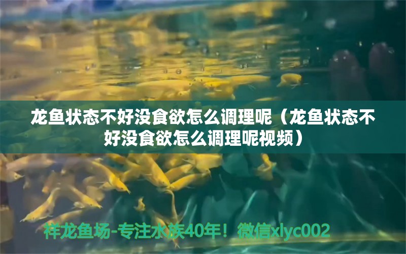 龙鱼状态不好没食欲怎么调理呢（龙鱼状态不好没食欲怎么调理呢视频）