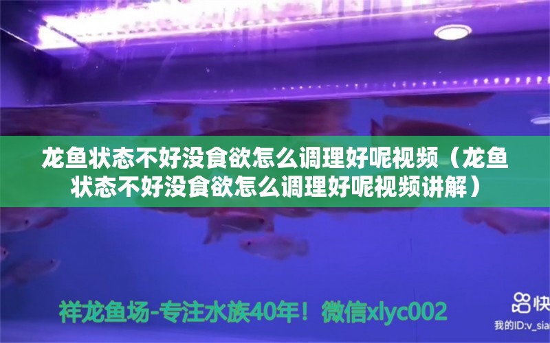 龙鱼状态不好没食欲怎么调理好呢视频（龙鱼状态不好没食欲怎么调理好呢视频讲解）