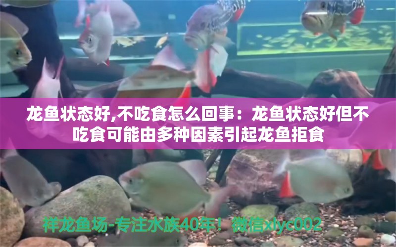 龙鱼状态好,不吃食怎么回事：龙鱼状态好但不吃食可能由多种因素引起龙鱼拒食