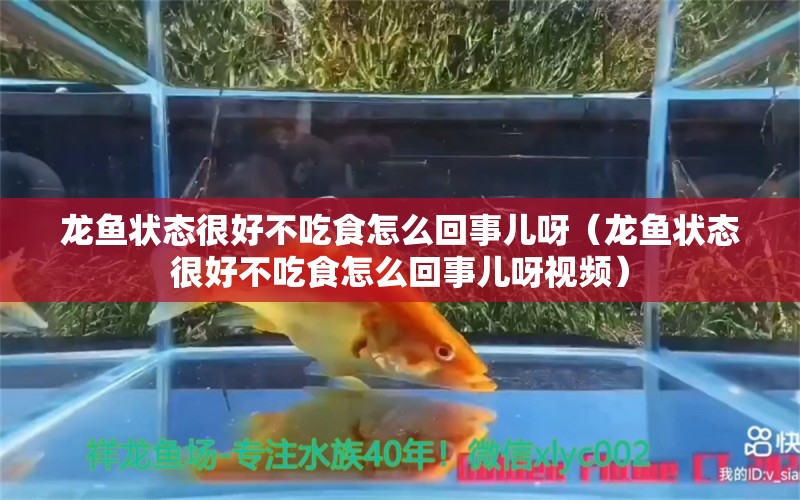 龙鱼状态很好不吃食怎么回事儿呀（龙鱼状态很好不吃食怎么回事儿呀视频）