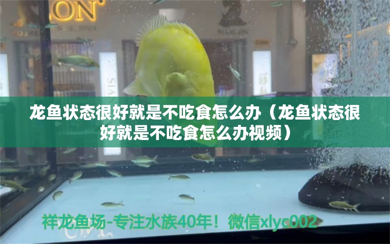 龙鱼状态很好就是不吃食怎么办（龙鱼状态很好就是不吃食怎么办视频）