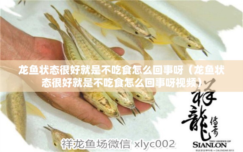 龙鱼状态很好就是不吃食怎么回事呀（龙鱼状态很好就是不吃食怎么回事呀视频）