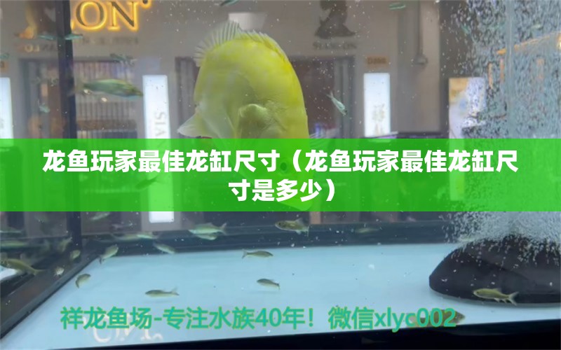 龙鱼玩家最佳龙缸尺寸（龙鱼玩家最佳龙缸尺寸是多少） 广州龙鱼批发市场